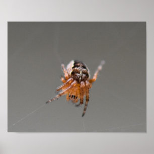Kleine Orange Niedlich Spider Poster