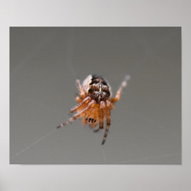 Kleine Orange Niedlich Spider Poster (Vorne)