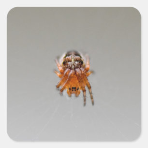 Kleine Orange Niedlich Spider Quadratischer Aufkleber