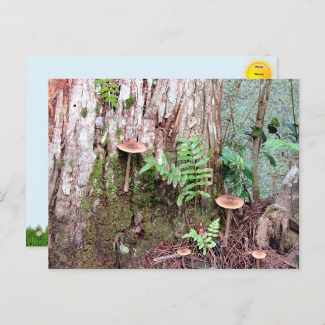 Kleine Pilze Postkarte (Vorne/Hinten)
