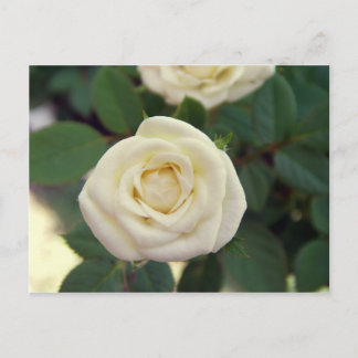 Kleine Postkarte mit weißer Rose