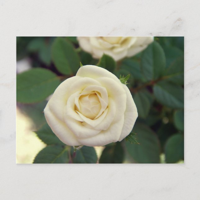 Kleine Postkarte mit weißer Rose (Vorderseite)