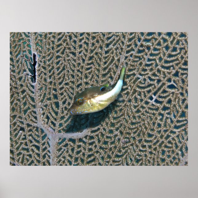 Kleine Puffer und Fan Coral Poster (Vorne)