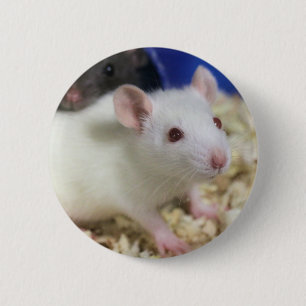Kleine Ratte Button
