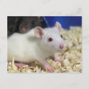 Kleine Ratte Postkarte