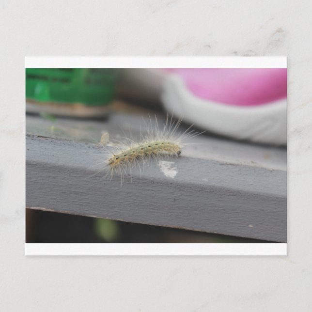 Kleine Raupe Postkarte (Vorderseite)