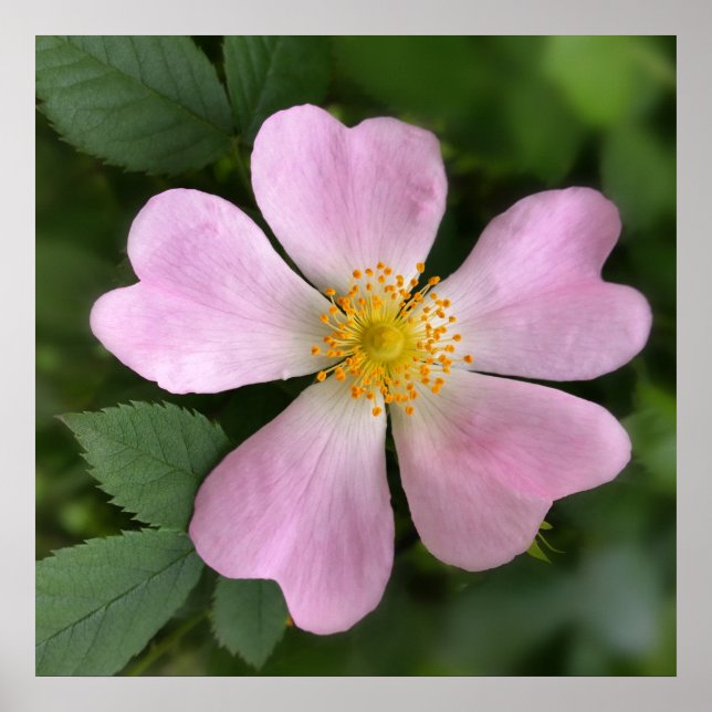 kleine rosa Blume Poster (Vorne)