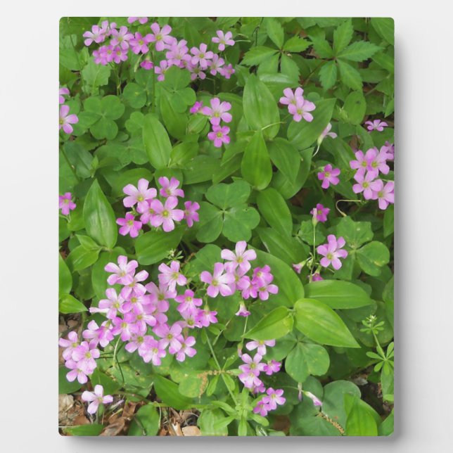 Kleine, rosa, delikate Wildblumen Fotoplatte (Vorderseite)