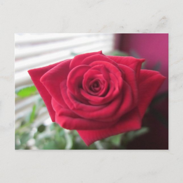 Kleine Rose Postkarte (Vorderseite)