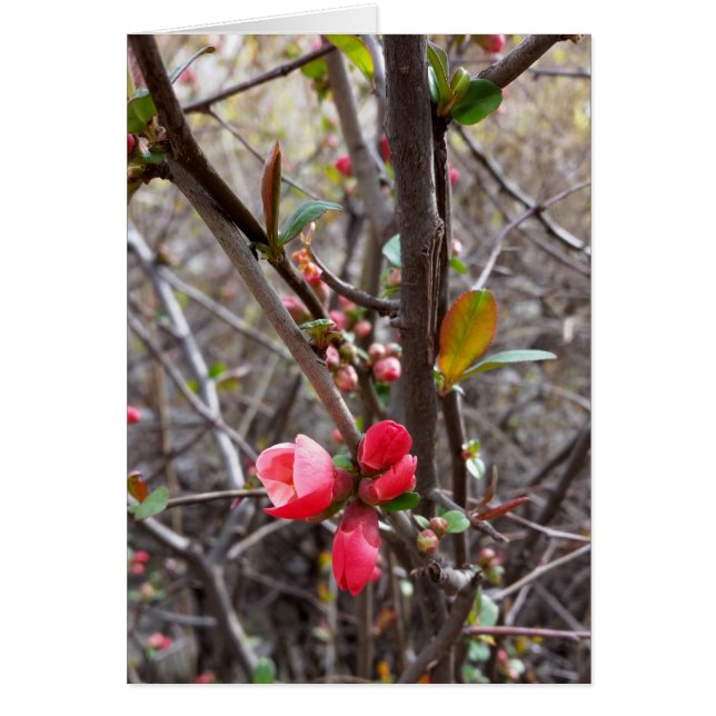 kleine rote Blume (Vorne)