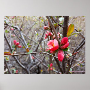 kleine rote Blume Poster