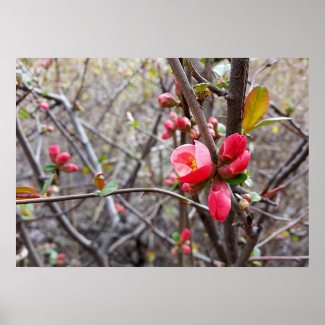 kleine rote Blume Poster (Vorne)