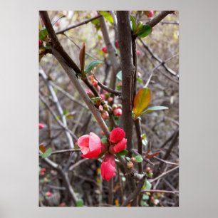 kleine rote Blume Poster