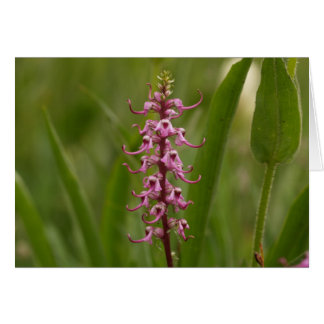 Kleine rote Elefanten.Colorado 05