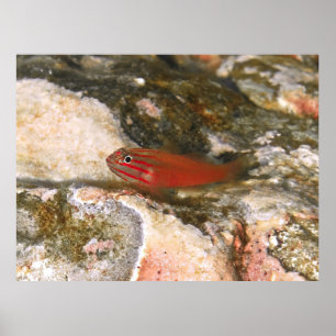 Kleine rote Fische Poster