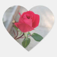 Kleine rote Rose Blume auf Herzklebstoff