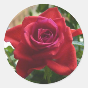 kleine Rote Rose Runder Aufkleber