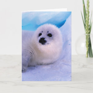 Kleine Sattelrobbenjunge bedeckt mit Schneeflocken Karte