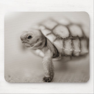 Kleine Schildkröte Mousepad
