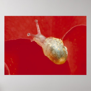 Kleine Schnecke Poster