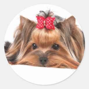 Kleine Schönheit Runder Aufkleber