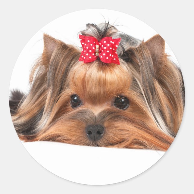 Kleine Schönheit Runder Aufkleber (Vorderseite)