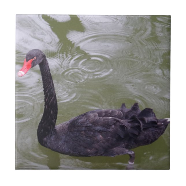 Kleine Schwanke (4,25" x 4,25") Keramik Foto Tile Fliese (Vorderseite)