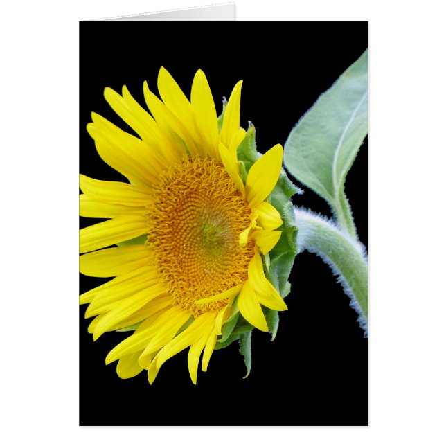 Kleine Sonnenblume (Vorne)