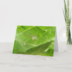 Kleine Spider Grußkarte Karte