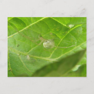 Kleine Spider Postkarte