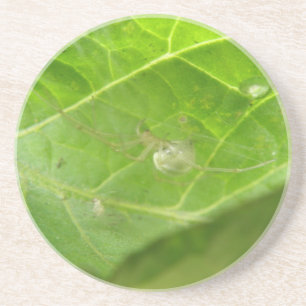 Kleine Spider-Untersetzer Sandstein Untersetzer