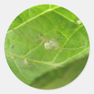 Kleine Spinnenkleber Runder Aufkleber