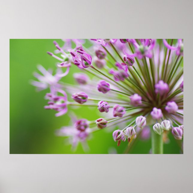 Kleine Sterne Poster (Vorne)