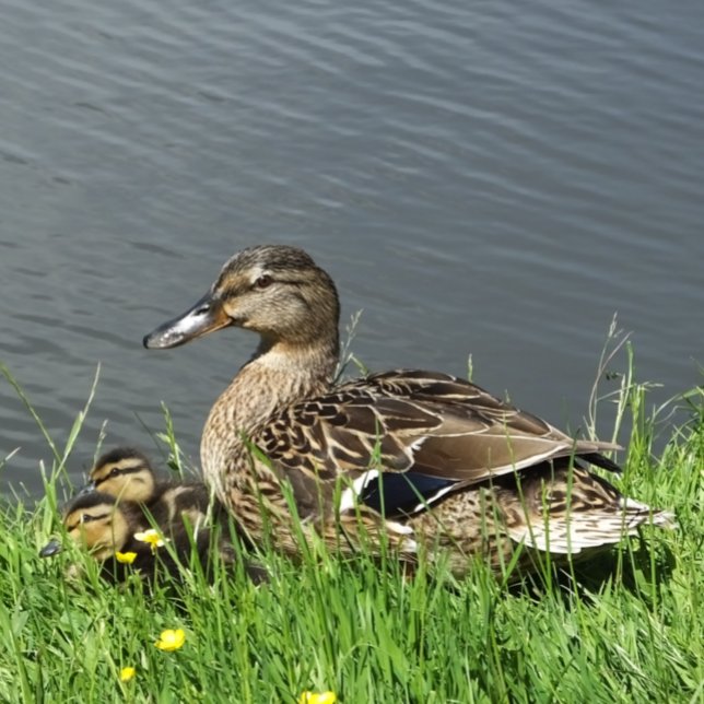 KLEINE UND KLEINKLEINE GESCHENKPAPIER SET (A female Mallard duck and her adorable ducklings.)