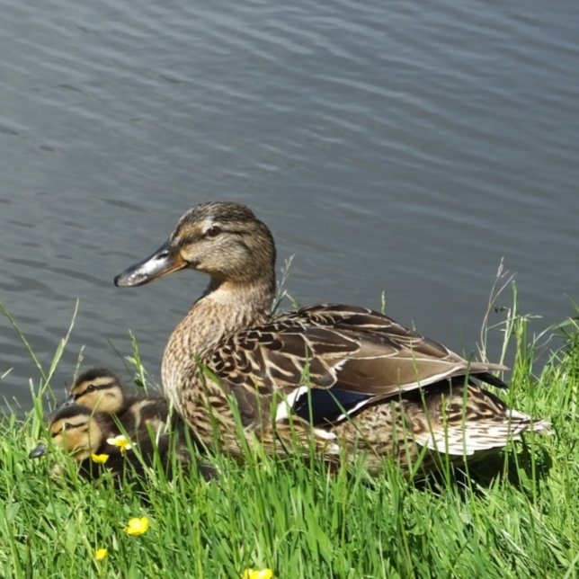 KLEINE UND KLEINKLEINE SEIDENPAPIER (A female Mallard duck and her adorable ducklings.)