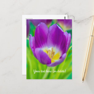 Kleine violette Tulpe Postkarte