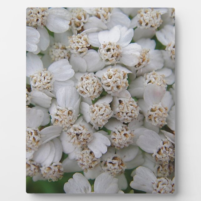 Kleine weiß Wildblüten Fotoplatte (Vorderseite)
