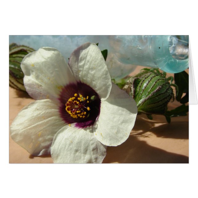 Kleine weiße Blume, Vintage Flasche, Kürbis (Vorderseite (Horizontal))