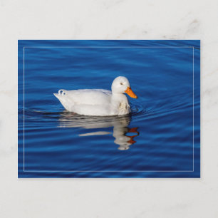 Kleine weiße Ente in geflecktem Wasser Postkarte