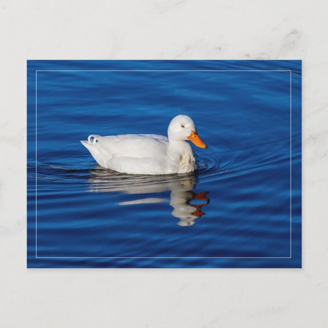 Kleine weiße Ente in geflecktem Wasser Postkarte (Vorderseite)
