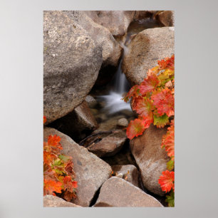 Kleiner Bach im Herbst, Kalifornien Poster