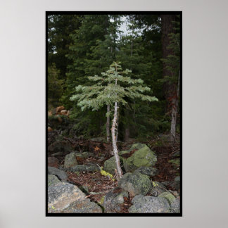 Kleiner Baum Poster