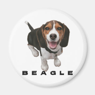 Kleiner Beagle Magnet