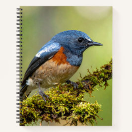 Kleiner blauer Vogel Notizbuch
