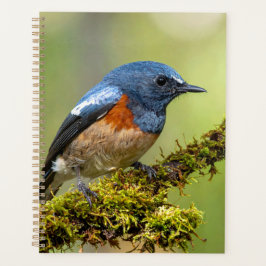 Kleiner blauer Vogel Planer