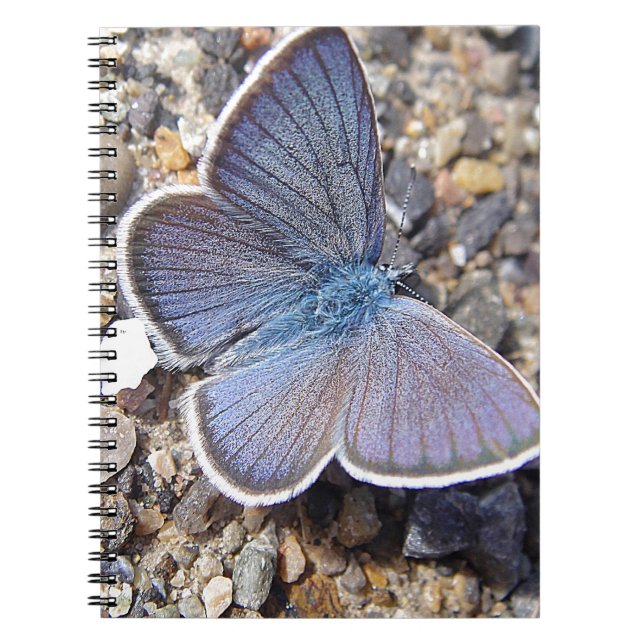 Kleiner Blauschmetterling Notizblock (Vorderseite)