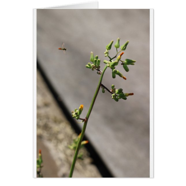 Kleiner Bug, kleine Blume (Vorne)