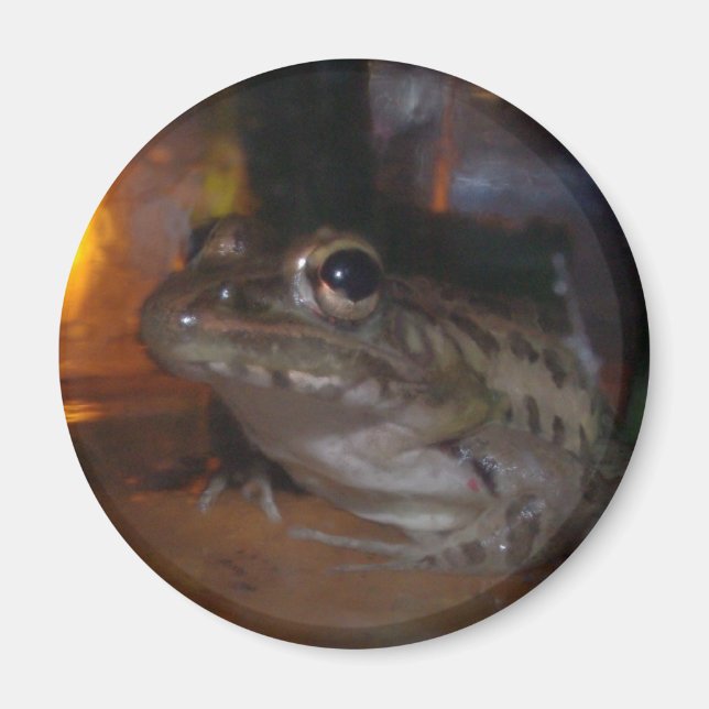 KLEINER BULLFROG MAGNET (Vorne)