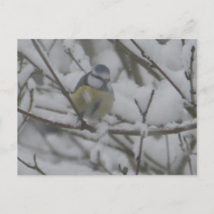 Kleiner bunter Vogel im Schnee DIY-Postkarte Feiertagspostkarte