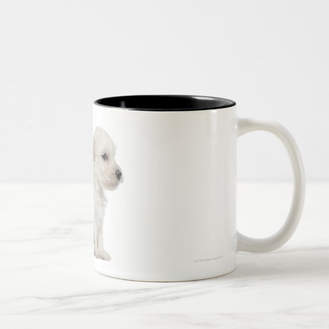 Kleiner Chien-Löwe oder kleiner Löwe-Hundewelpe Zweifarbige Tasse (Rechts)